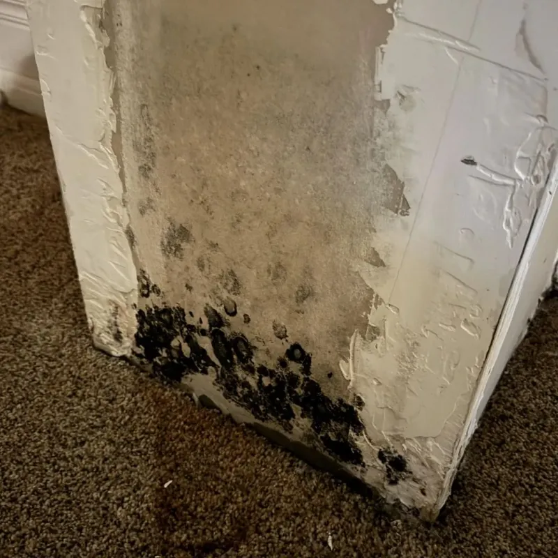 Professional Mold Removal in Shelbyville, MO